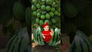 بيبي بطيخه    دندنها