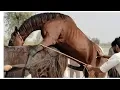 Horse Breeding - First Time Mating Powerful Stallion Mare Natural Breeding