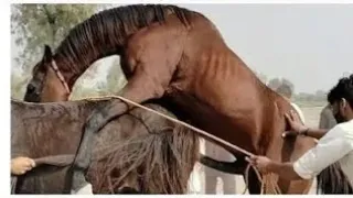 Horse Breeding - First Time Mating Powerful Stallion Mare Natural Breeding