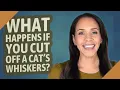What happens if you cut off a cat s whiskers