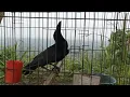 Download Lagu Suara burung gagak di pagi hari