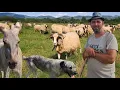 Download Lagu Ciobănie cu 900 de oi ale lui  Ionuț Corniș pe Valea Someșului. Întâmplări cu lupi și șacali 