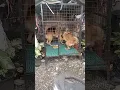 Belgian and German shepherd first day of breeding at Valencia Bukidnon