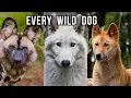 Every Wild Dog Species - Explained