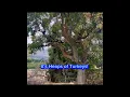 Download Lagu Turkey Time #turkey #turkeyshorts #birds #birdwatching #birdsinaction #birdsinthewild #backyardfun