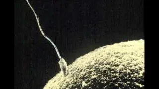 جماع لە گەڵ کەسێکی ناسراو یان نەناسراو لە خەوندا 