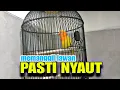 Download Lagu AWAS NYAUT,.. Pancingan Lovebird Gacor Memanggil Lawan Ngetik Ngekek Memancing EMOSI
