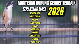 masteran terbaik sepanjang masa cendet full tembakan mewah
