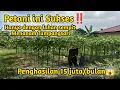 Lagu Petani Sukses hanya manfaatkan lahan sempit, sistem tumpangssti, 15 jt per bulan