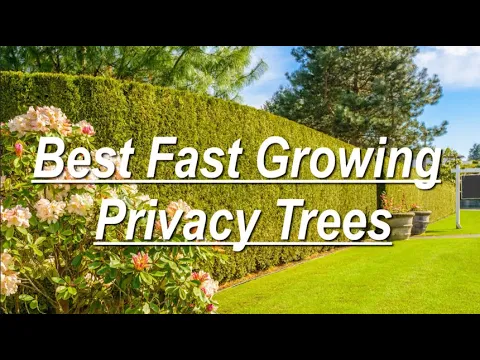 Download MP3 Best Fast Growing Privacy Trees