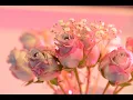 Download Lagu Danielle Records - BODY [Official Audio]