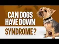 Can Dogs Have Down Syndrome