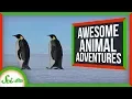 6 Seriously Impressive Animal Migrations