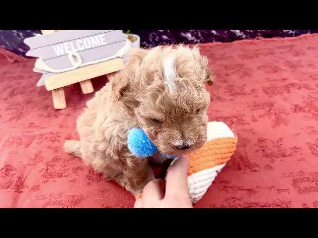 動画