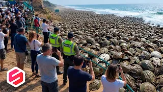 7 Fenomena Aneh Saat Ribuan Hewan Muncul di Pantai