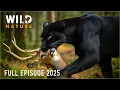 Download Lagu WILD AMAZON | Mysteries of the Ultimate Predators #naturedocumentaries | Wild Nature