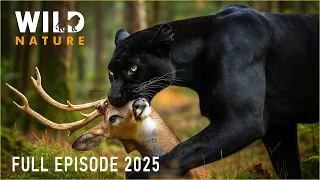 WILD AMAZON Mysteries of the Ultimate Predators Wild Nature