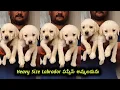 8247687126 top quality Labrador Puppies for sale in telugu Aj pets