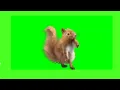 3D green screen squirrel dance green screen