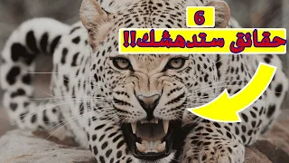 أغرب ٥ معلومات عن الفهد 