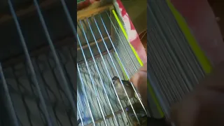 تزويد العندليب في القفص 