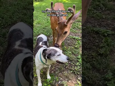 🦌: “Can I pet dat dog?!” #Deer #Animals #Dog #Wildlife