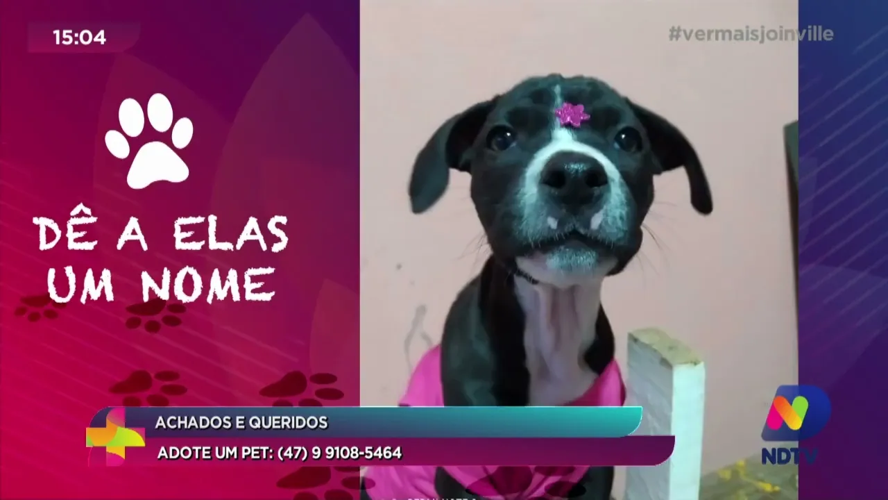 Achados e Queridos: adote um pet (47) 99108-5464