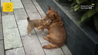 After Being Adopted, the Puppy Reunites with Its Mother, and Their Reactions Are Heart-Wrenching