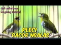 PANCINGAN PLECI MALAS BUNYI🔥PLECI GACOR PANCINGAN PLECI BAHAN‼️PLECI BUKA PARUH
