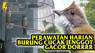 Download PERAWATAN HARIAN AGAR CUCAK JENGGOT JADI GACOR PAGI SAMPAI MALAM #CUCAKJENGGOT MP3