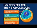 Biomolecules Explained Carbs Proteins Lipids Nucleic Acids Made Simple