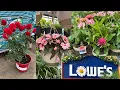 LOWES BEST NEW PLANTS ARRIVALS FOR SUMMER AND MEMORIAL DAY HOW TO MAKE YOUR GARDEN BEAUTIFUL