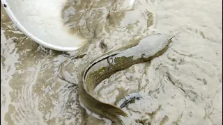 amazing rainy season fishing near the village pond huage big catfish catching when rainy unique tv