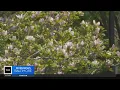 Allergy specialist explains elevated pollen levels best ways to treat season