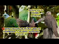 Download Lagu pancingan burung walik kembang dan suara burung tekukur sekaligus dobel poin