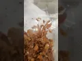 Download Lagu This is called Siwang (terasi-bawang) fresh from Indonesia #foodchannel #food #foodvideo #spicyfood