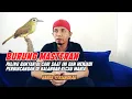 Download Lagu Masteran Brinji Rambut Tungir Paling Banyak Dicari Saat Ini
