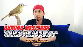 the most sought after masteran brinji rambut tungir is currently the most sought after