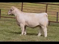 Tag 99 - Big Foot Ranch 2025 Heifer Sale