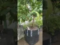 Download Lagu Jambu Air Di planterbag ukuran 100liter terlihat kokoh