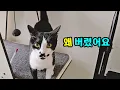Download Lagu The cat that was abandoned came back, but a different cat came.