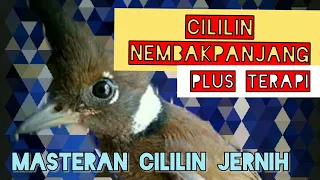 cililin nembak panjang jernih plus terapy masteran cililin untuk konin ciblek muray cendet dll