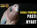 Download Lagu TEKUKUR DIJAMIN GACOR! MASTERAN TEKUKUR TERBAIK SEPANJANG MASA