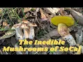 Identifying the wild mushrooms of Southern California