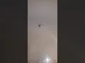 Brown Recluse