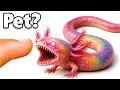 Buying the Rarest Axolotl I ve Ever Owned Off The Web 0 001