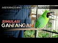 Download Lagu MERANGSANG CEPAT EMOSI || SIMULASI GANTANGAN CUCAK IJO