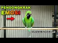 Download Lagu PENDONGKRAK EMOSI CUCAK IJO || TEMBAKAN KASAR DAN TAJAM