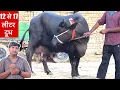 Download Lagu 3 buffalo sold out haridwar milk capacity 12-17 liter #buffalo