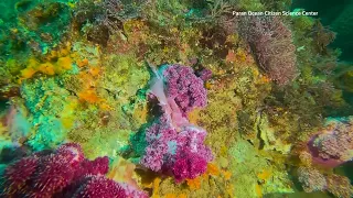 How climate change is causing Jeju's soft corals to 'slump'